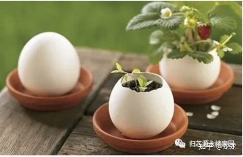 都市種植之育苗盤 微小空間里的綠意源泉
